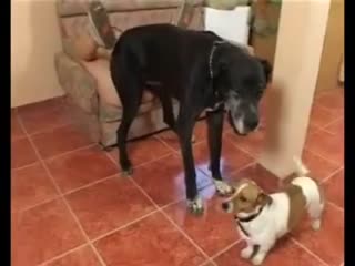 [HD 5.54G] [中字] IPZZ778 被拥有压倒性美貌的美女家庭教师调教到身心彻底依赖的辱骂手淫 枫花恋 (破解)